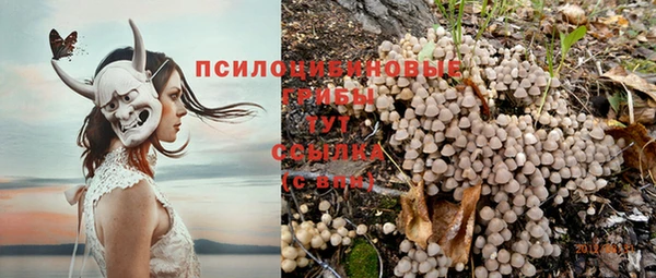стаф Новокубанск